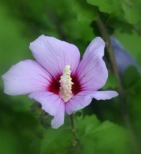 木槿花花語|木槿花花語：溫柔的堅持，堅韌、質樸、永恆美